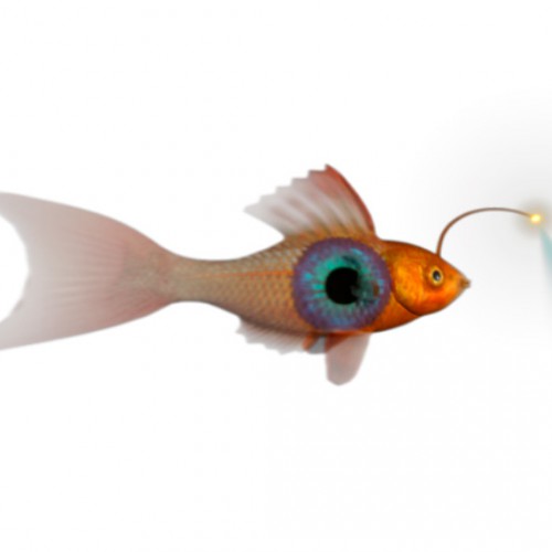 Strange Fish Character Animation