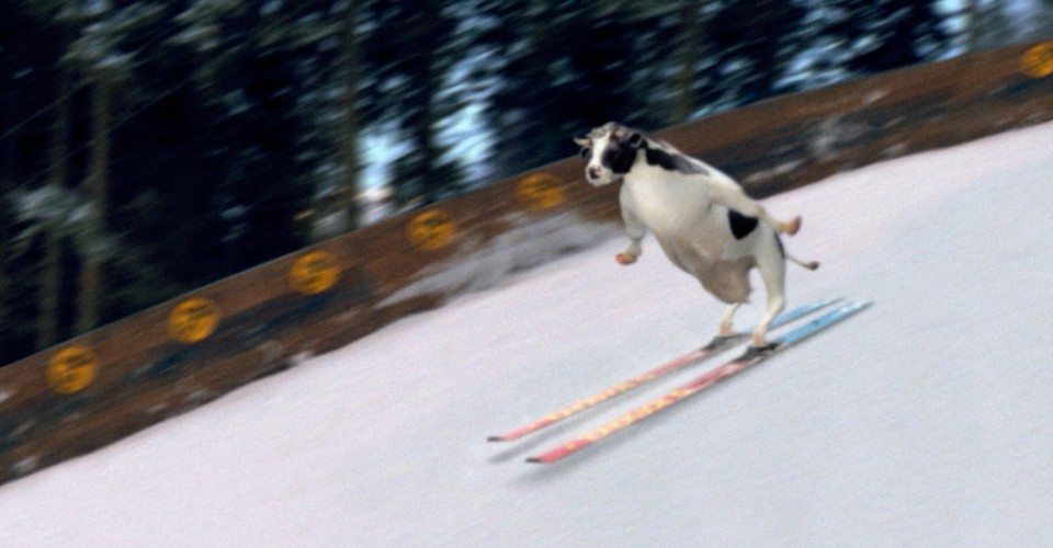 Swiss Milk Skiing Cow Character Animation
